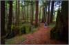 sm2011112805purisimaredwoodtrail2_small.jpg
