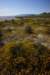 sm20150321_26carrizoplain_small.jpg