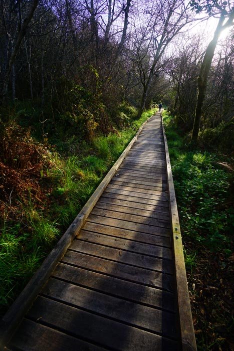 sm20160223_42mackerrichercleonelake.jpg
