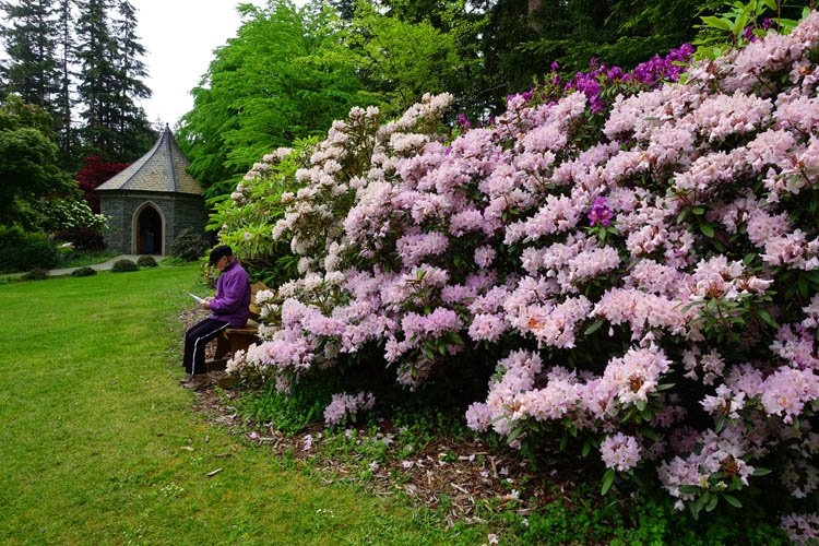 sm20160514_27meerkirkrhododendrongdns.jpg