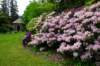 sm20160514_27meerkirkrhododendrongdns_small.jpg